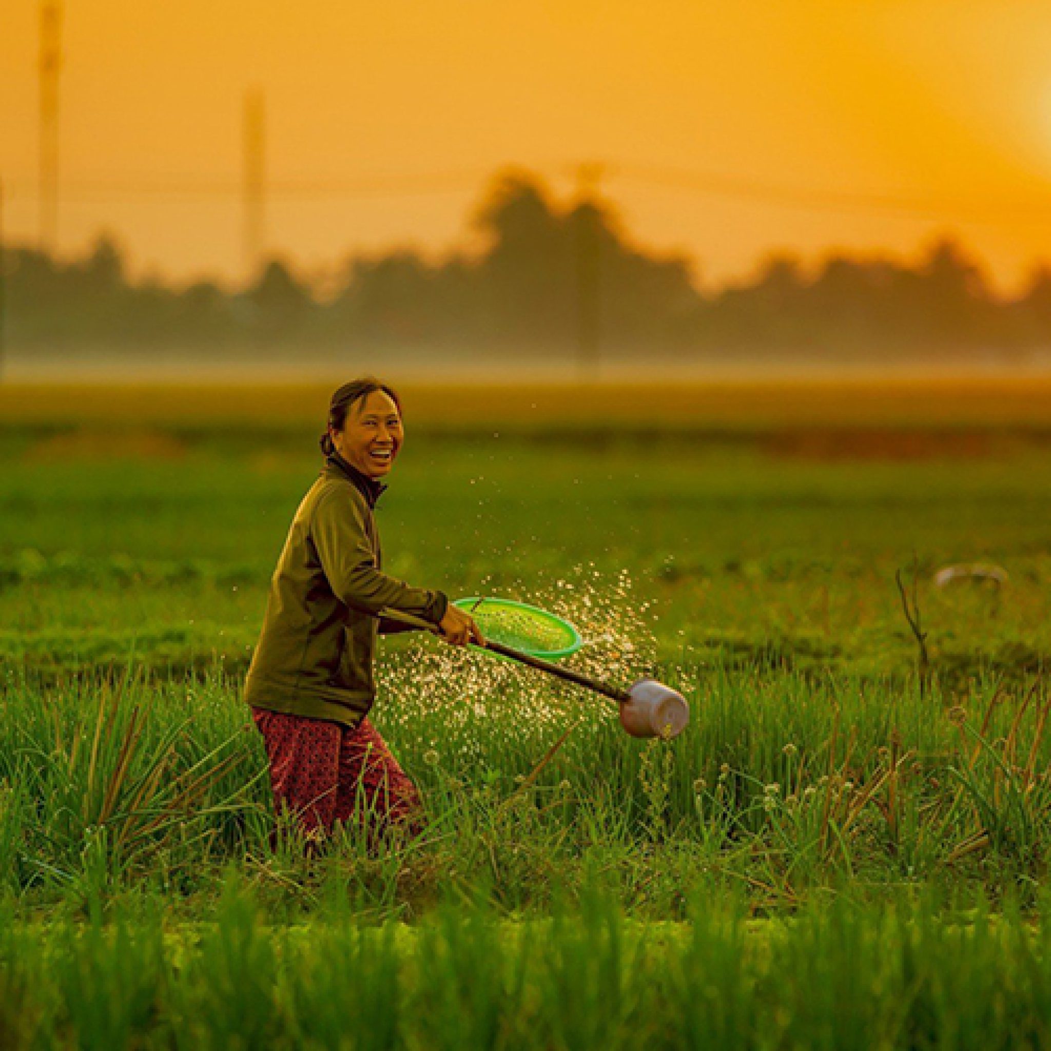 farmer in lachu