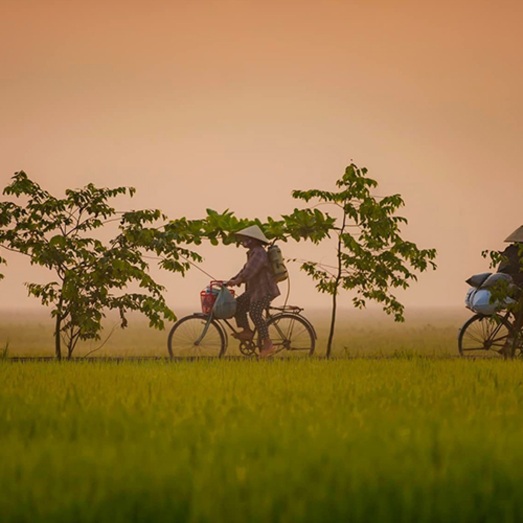 local life