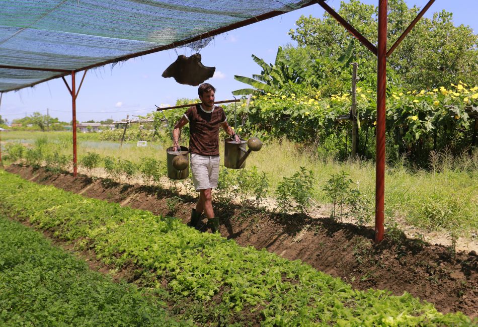 Watering Vegetables