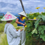 Harvesting Organic Vegetables with your own hands